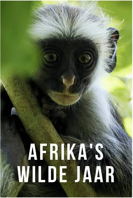 非洲的狂野之年 第一季