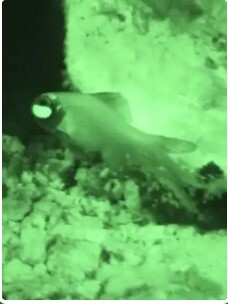 自然奇境 第五季